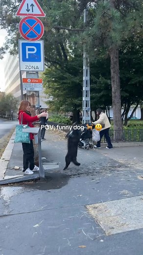 12 reactions | Hungary  funny dog  #foryouシpage #funnyvideos #budapest #hungary | Anna Ferencz-Hatvani | Facebook