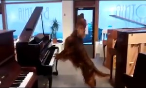 13K views · 306 reactions | This dog's got talent! | The Pet Guide | Facebook