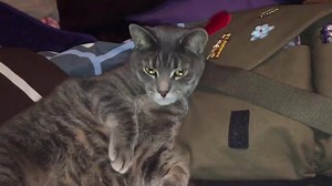 52 reactions · 39 comments | Gooood morning everyone!! Welcome to today's edition of "if I look cute enough da Mommi won't leave!" Today's episode features Jasper! | Piglet Moritz and Family | Facebook