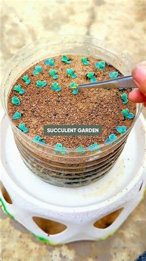 Succulent Propagation 101 🌱 How to Get FREE Baby Plants!