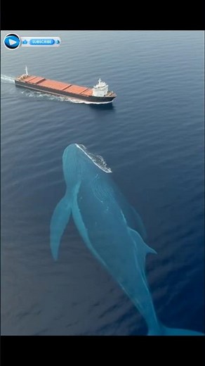 wh#viral #zoo #youtube #whale #video #like #shorts #animals #viralvideo #follow #yt #shortvideo #fun