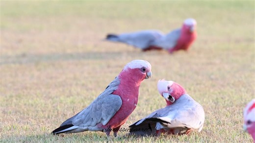 Takanori Umeda on Instagram: "Female galah: Get off my wing!!!🤬🤬🤬 Male galah: ...? Female galah: Get off!!!!!!! Male galah: What's the matter?"