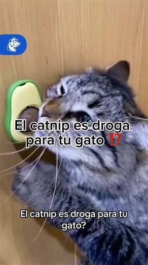 Efectos del Catnip en Gatos: ¿Qué Debes Saber?