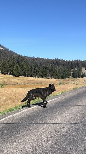 Wolf crossing the road in Yellowstone National Park. 🐺 It was the most incredible morning working in Yellowstone National Park #wolf #wolves #wolvesoftiktok #ynp #yellowstonenationalpark #yellowstone #nature #wildlife #wildanimals #🐺 #seasonalwork #lonewolf