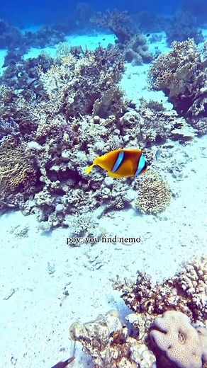 18 comments | Finding actual Nemo, with a missing fin and all. I still can’t believe I saw this with my own eyes 凉 I loved just sitting and watching him. Filmed on iPhone 16 pro max using my @divevolk_uk 﫶 . . . #findingnemo #divevolk #scubadiving #diving #nemo | Just Ash Water | Facebook