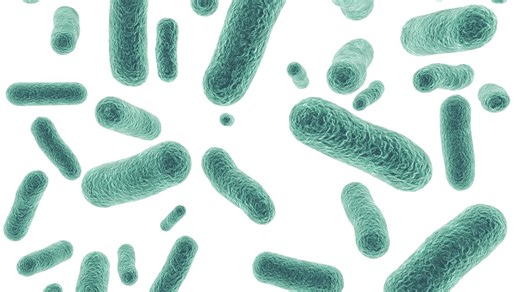 Flesh-eating bacteria claims 4 lives in Florida so far this year