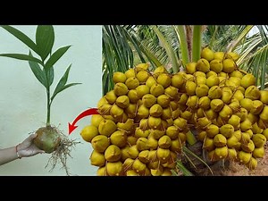 The Unique Skill How Coconut Tree Grow Faster | Step-by-step video tutorial