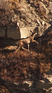 Muley's sure do make it look easy! 📸: Canada in the Rough | Cabela's