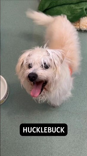 Meet the newbies-senior dogs, just rescued! Muttville, San Francisco