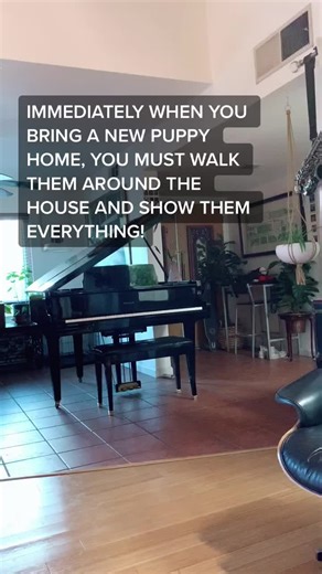 Bringing a New Puppy Home: Essential Training Tips