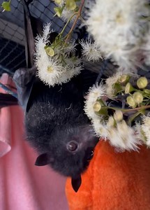 Want to know the way to a baby flying foxes heart? Fresh native flowers! Even though our flying foxes are also known as fruit bats, their diet is mostly nectar, not fruit. Our native trees produce sweet nectar in their flowers to attract pollinators that include bees, birds and flying foxes. As these animals feed on the nectar in the flower, they get covered in pollen that they deposit at the flower of the next tree they visit, pollinating it. Our flying foxes are extremely important pollinators