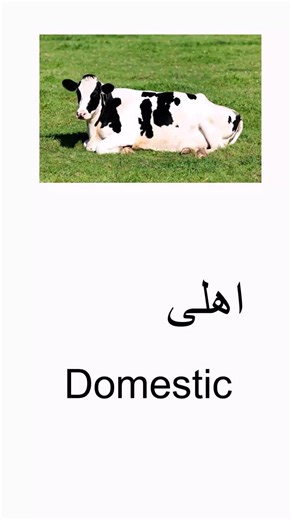 Farsi Flash Cards #فارسی #farsi #learnfarsi