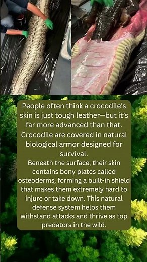 Crocodiles Have Bone Armor Growing Inside Their Skin