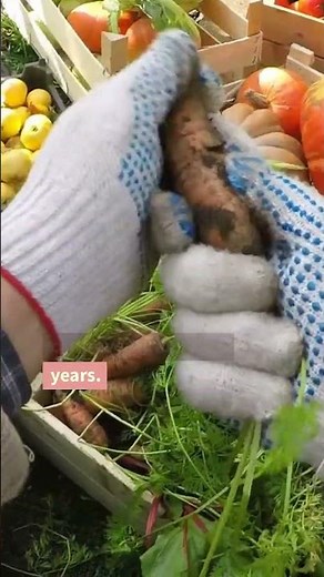 The Truth About Genetically Modified Foods Are They Safe or Harmful short