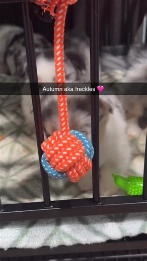 Autumn…. I call her freckles. She has the most beautiful little “freckles”. The smallest of all of them. She’s full of personality. | Magnolia Trace Corgis