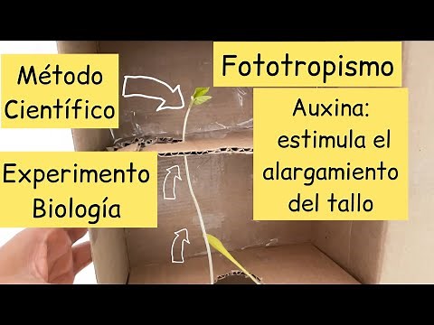 Phototropism: experiment explained, plant hormones