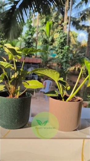 Three smart planters one video self watering plastic marble, ceramic pots for easy plant care 🌿