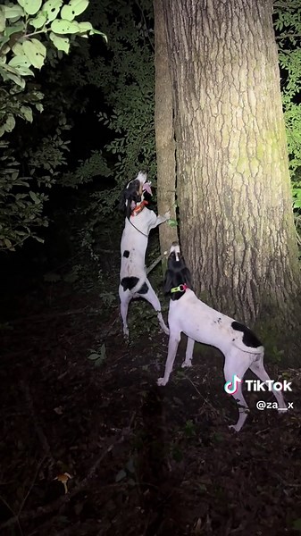 Treeing Walker Coonhounds: Skills and Hunting Techniques