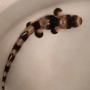 31K views · 799 reactions | Good afternoon epaulette shark pup! Epaulette sharks have evolved to use their fins as walking limbs. That's right, they walk! They can still swim around, but spend most of their time crawling on the sea floor searching for food. Find them exploring the floor of our Tropical Reef along the Tropics Trail. | Minnesota Zoo | Facebook