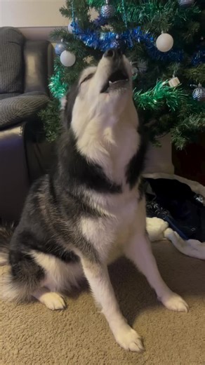 Classic Christmas Song 🎵 — #haikuthehusky #dog #husky #dogsofinstagram #huskiesofinstagram #music #instagood #song #christmas