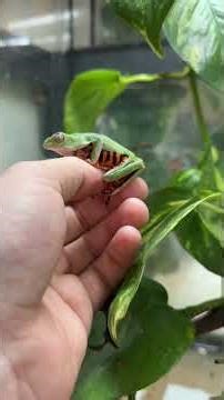 Tiger leg monkey frogs! #tigerlegmonkeyfrog #treefrog #frog #phyllomedusa #southamerica
