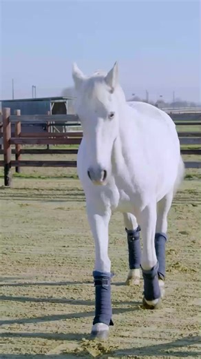 TRT Liberty Groundwork Course with Alizée Froment Now Open