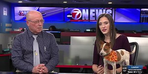 Furry Friend Friday: Red Heeler mix