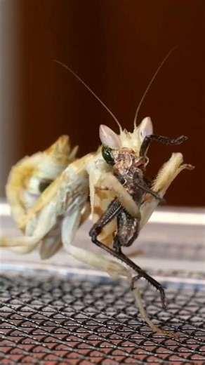 Grasshopper gets eaten by mantis -timelapse-