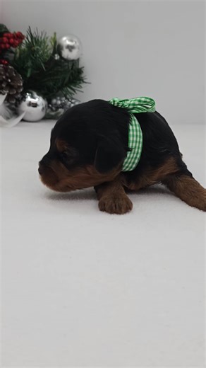 Yorkiepoo - Yorkie Poo puppy for sale