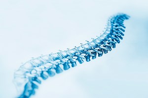 Researchers unveil stem cell models of human spine development