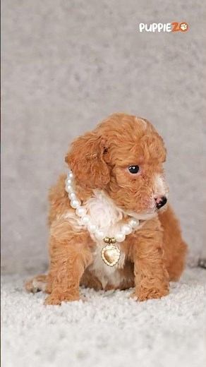 🐶 Meet Alana – The Darling Parti Poodle Princess | Playful, affectionate, and full of charm #poodle