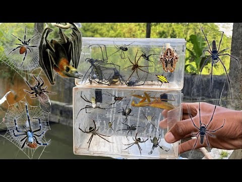 Hunting Top Golden Spider In around Us !! Rescue Bat On Human net