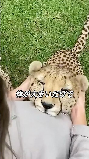 チーターは、大きな猫のような存在だ