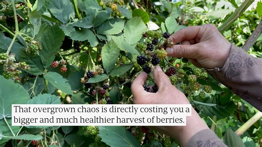 Blackberry Trellis: The #1 Fix for a Massive Harvest