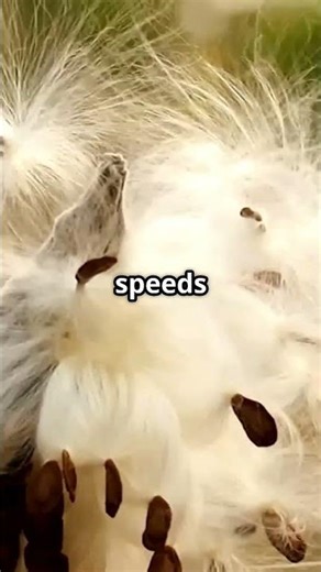 Boom! Meet Nature’s Most Dangerous Dynamite!! #tiktok