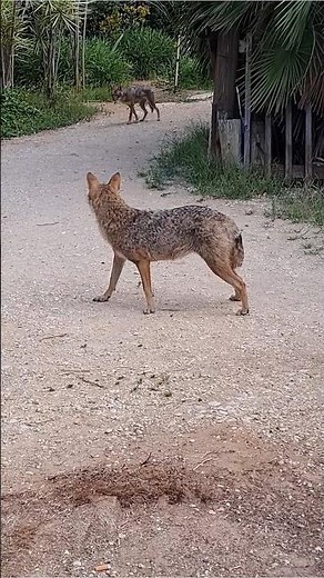 Listen to the voices of a jackal to other jackal | sounds - Golden Jackal #jackals #goldenjackals