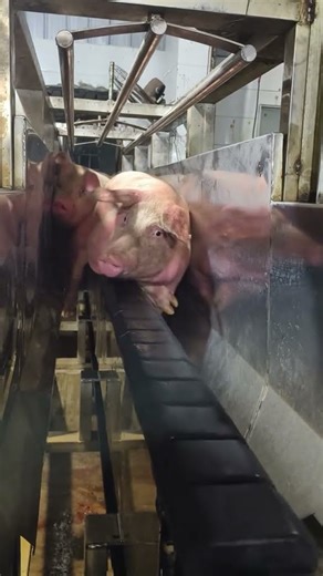 Where are we going??🐷 #pig #animals #ytshorts