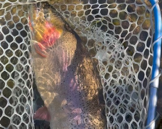 11 reactions | Teton Valley Lodge on Reels | Facebook