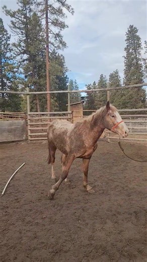 Sequoia Haltered and leading in about 15 minutes. This guy is showing a sharp intellect and willingness to learn. | Stelkia Ranch