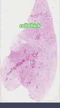 Getting the most out of Microscopes// GCSE Biology - Lung Tissue #science #biology #microscope