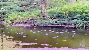 Pink trumpet tree or tabebuia rosea fall from the tree into the river.
