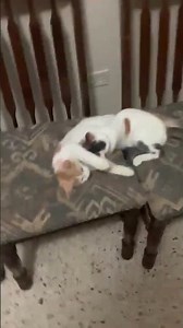 Luquillo Grandma 👵Cat 😺 House 🏡 Puerto Rico 🇵🇷