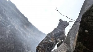 1.5M views · 37K reactions |  The Andean cat — a ghost of the high...