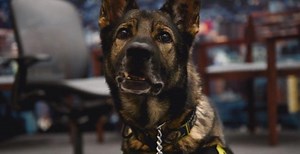 72K views · 769 shares | How do military working dogs stay on top of their game? They train! Watch this pooch show off his skills at terrorism deterrence. #KnowYourMil #DogsWithJobs | U.S. Department of War | Facebook