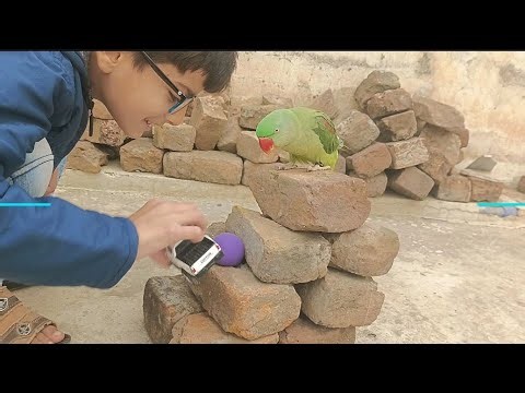 Parrot training | talking parrot training at home | easy parrot training#viral#parrot #talkingparot