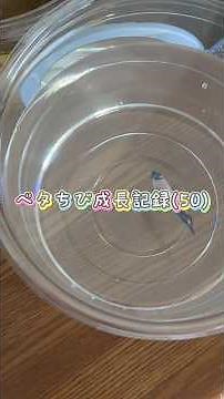 ベタちび成長記録㊿練習中⚡️#ベタ #ベタ飼育 #アクアリウム #水槽 #aquarium #熱帯魚 #bettafish #ベタ繁殖 #ベタ水槽 #飼育 #成長記録 #水槽部屋