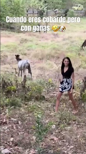 Cuando eres cobarde pero con ganas 🐶🤣 #viralvideo #dog #funny #perros