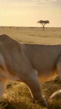 Lioness Attacks Antelope with Dramatic Speed