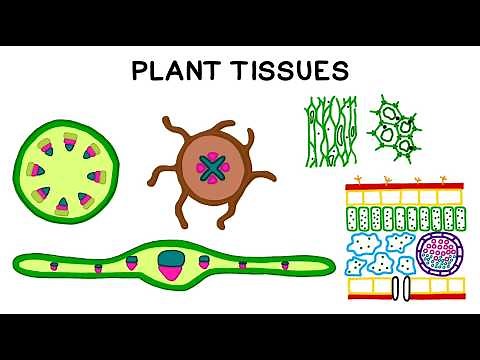 Plant Tissues Explained: Types, Structure & Functions