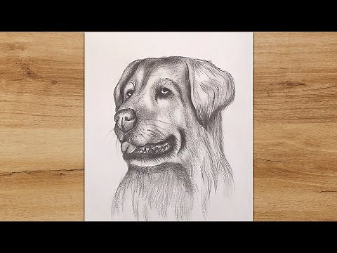 Drawing of a Realistic Dog | How to Draw Step by Step for Beginners